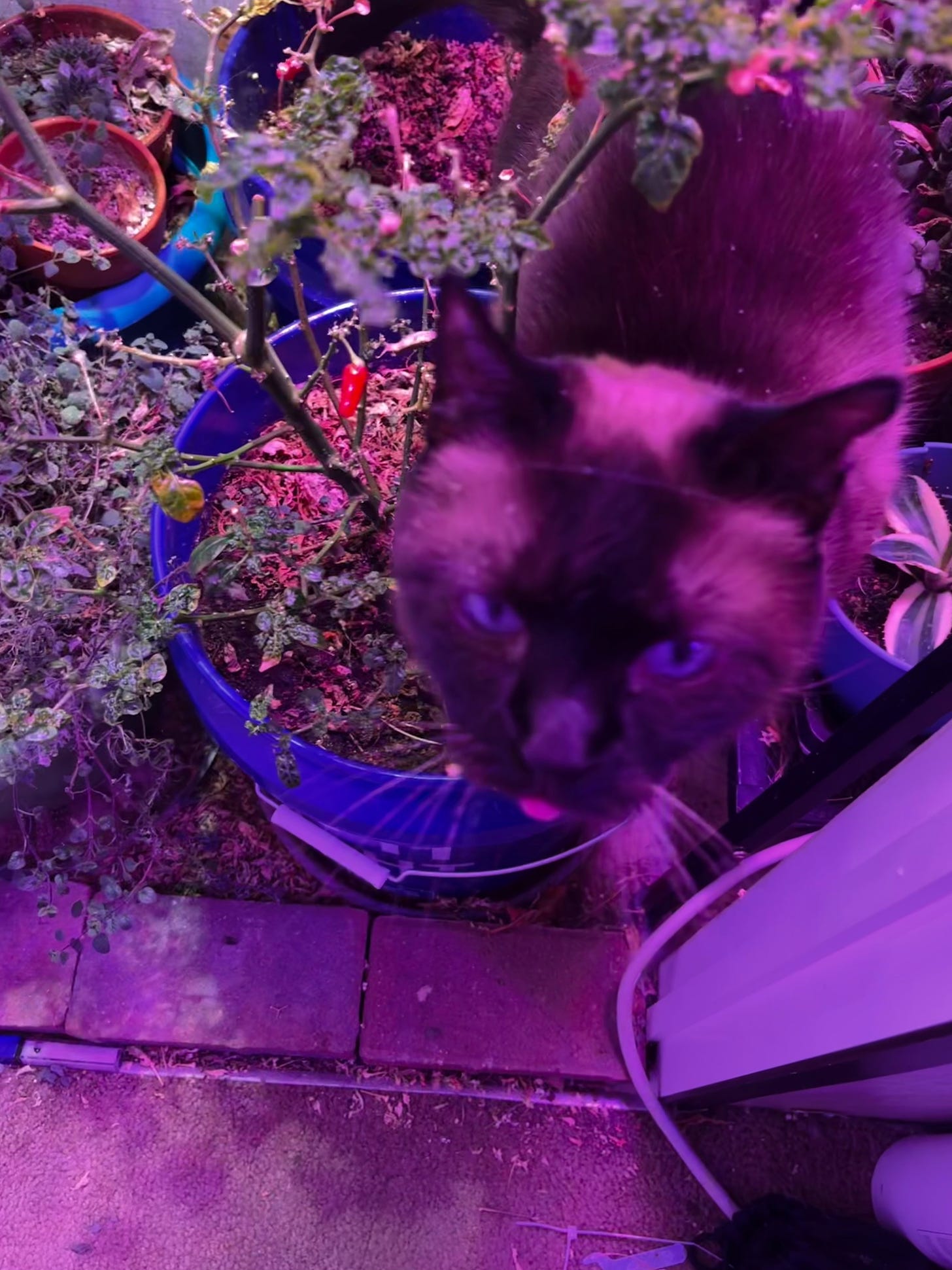 A Siamese cat with her tongue out standing in a bucket growing peppers