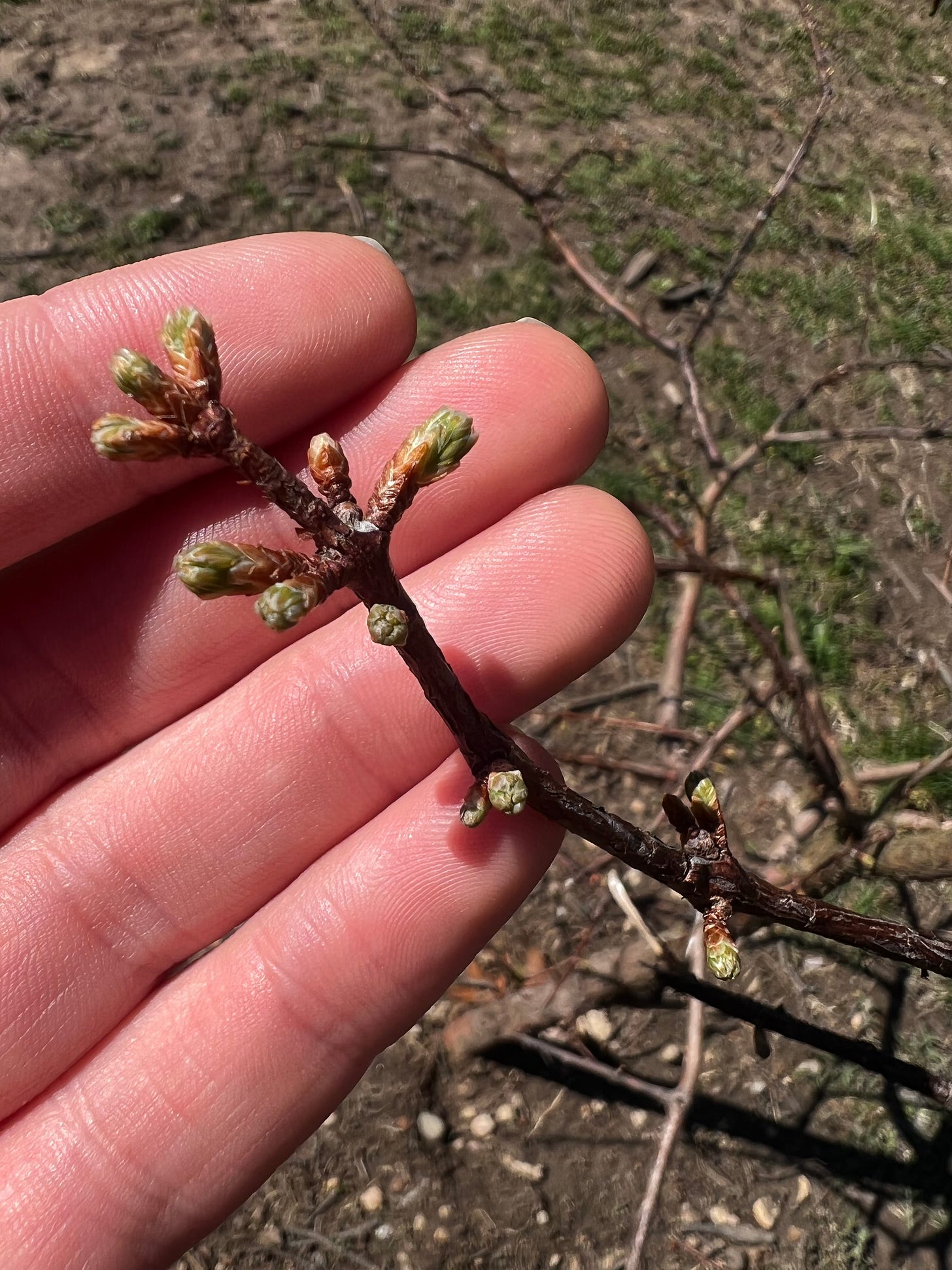 little baby green buds are sprouting from the winter-hardened branches of a tiny tree. i'm holding them in my hand.