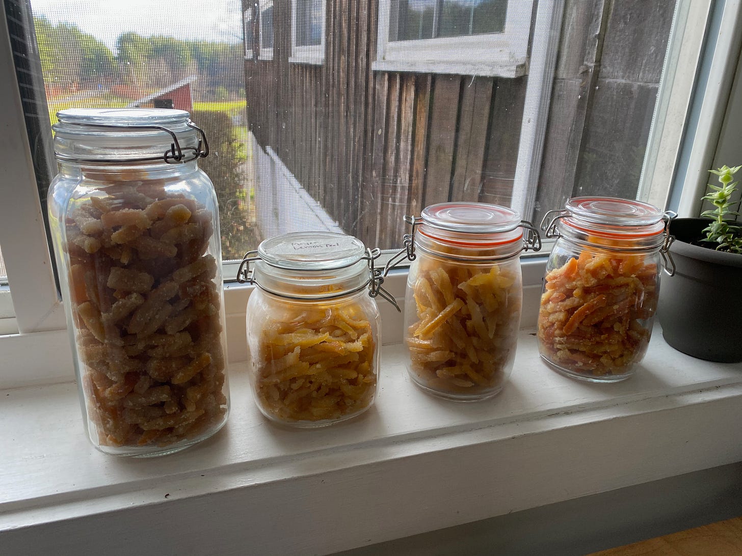 Four glass jars of different sizes sit on a sunny windowsill next to a small plant. They are filled with different kinds of candied peel—orange, lemon, and Meyer lemon.