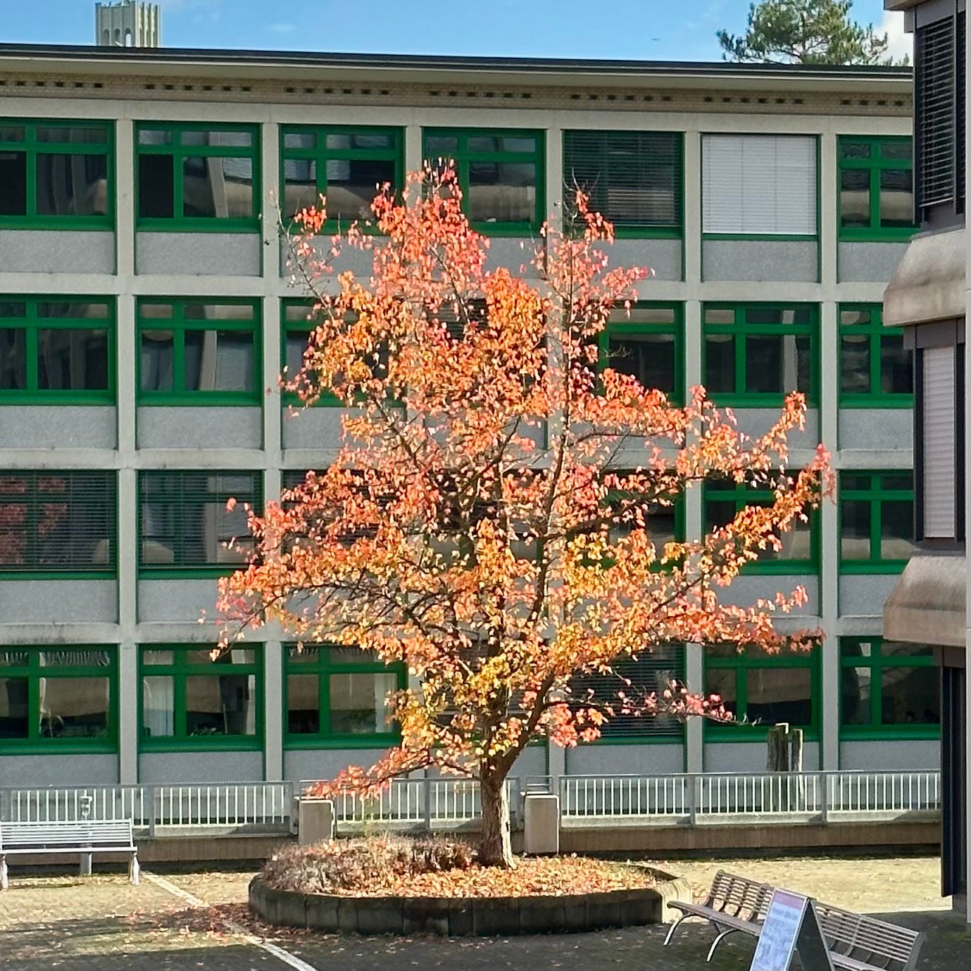 Tree with orange leaves during fall season