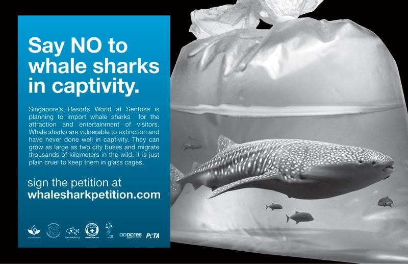 SPCA Campaigns: NO To Whale Sharks In Captivity.