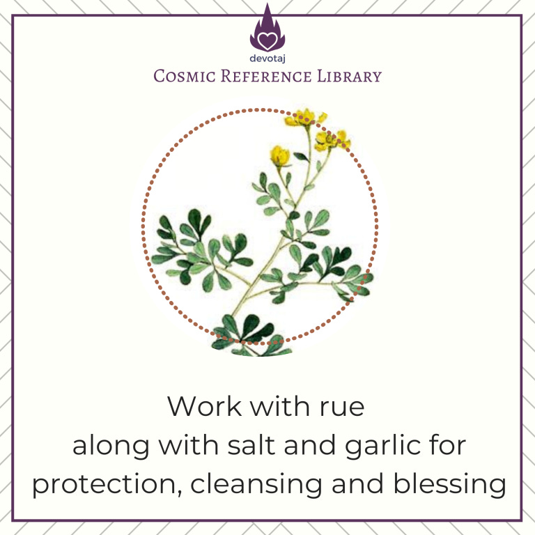Rue: Work with Rue along with salt and garlic for protection, cleansing, and blessing
