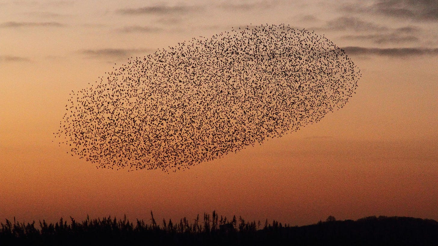 Audubon's Zachary Slavin Explains Why Starling Flocks Captivate ...