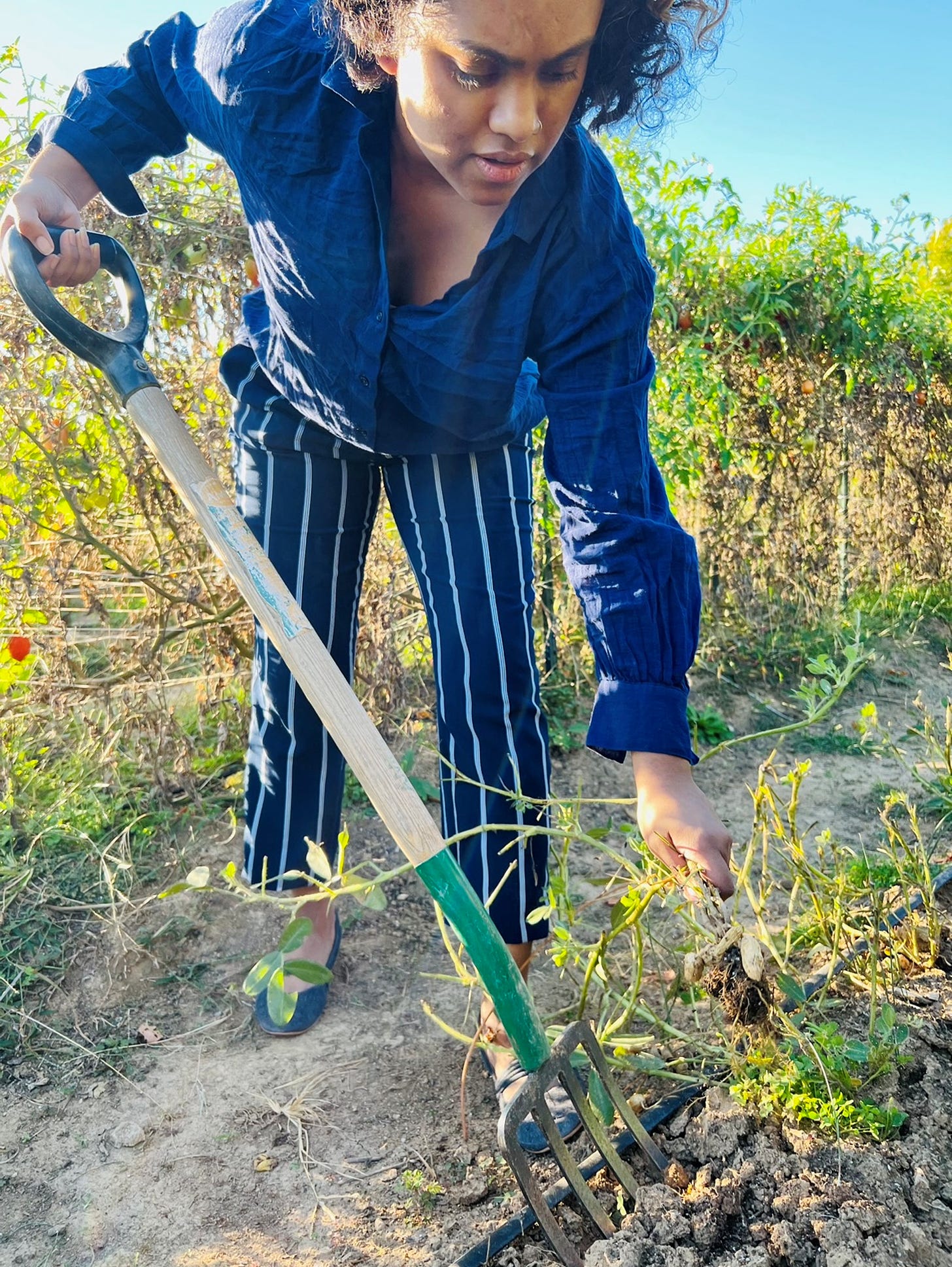 Ayesha plowing & shaking off soil to harvest peanuts at the community garden
