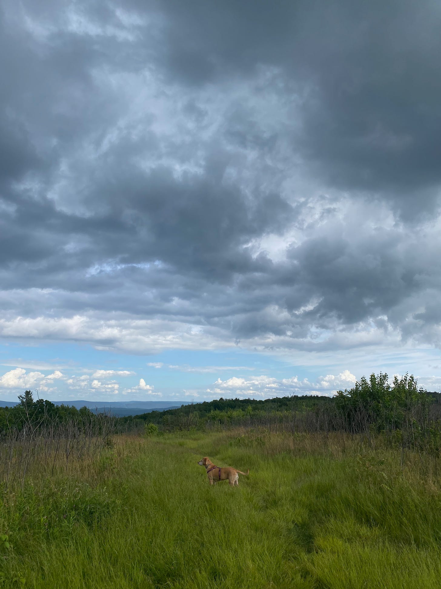 My brown dug stands on a grassy hilltop beneath a sky of dark clouds. She is very small; the sky takes up most of the photo.
