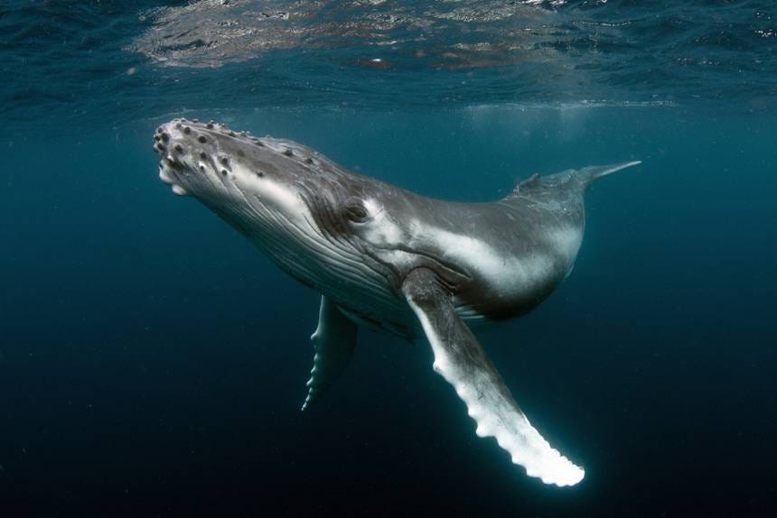 The incredible reason whales could be worth $2 million each ...