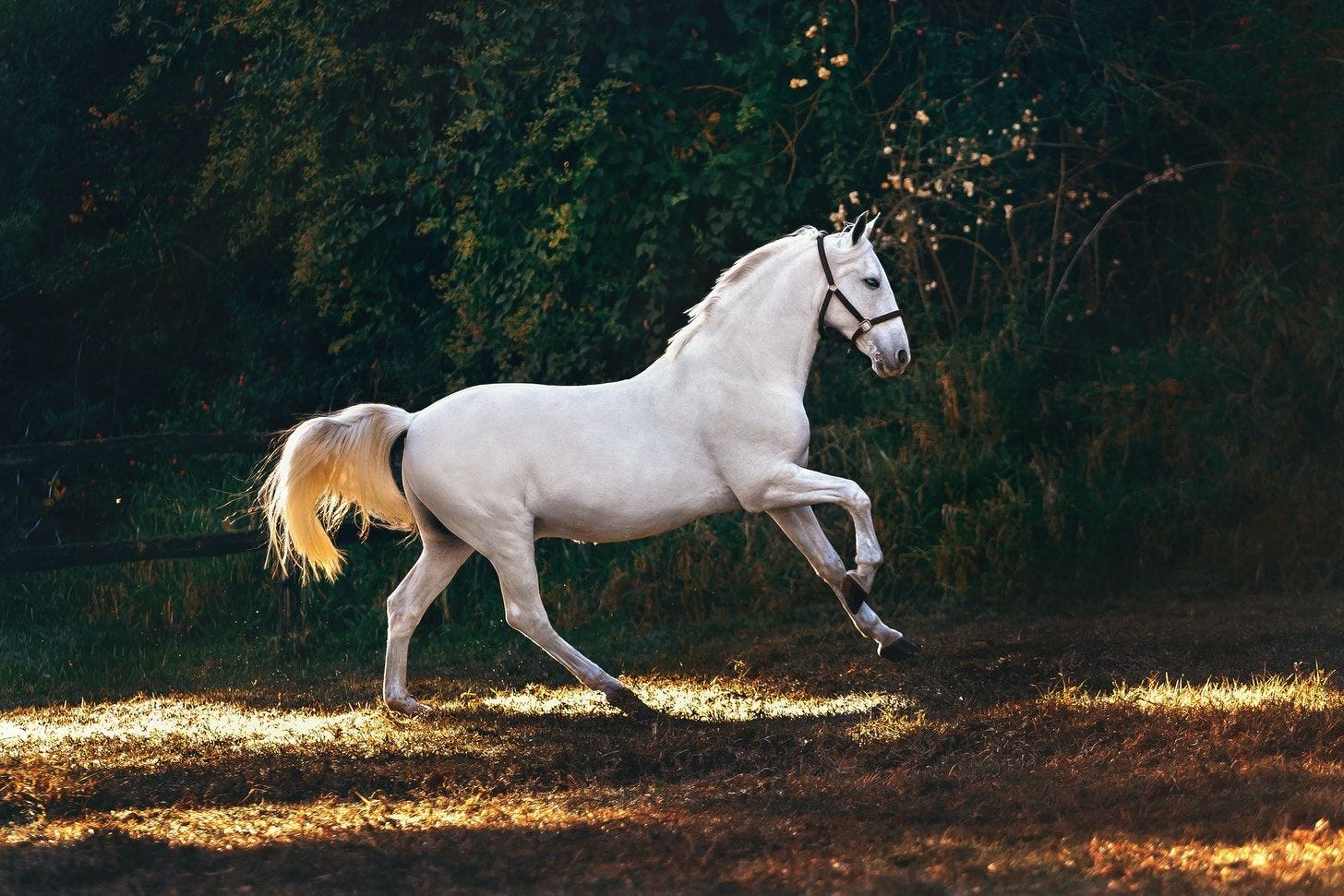 The Speaking Horse