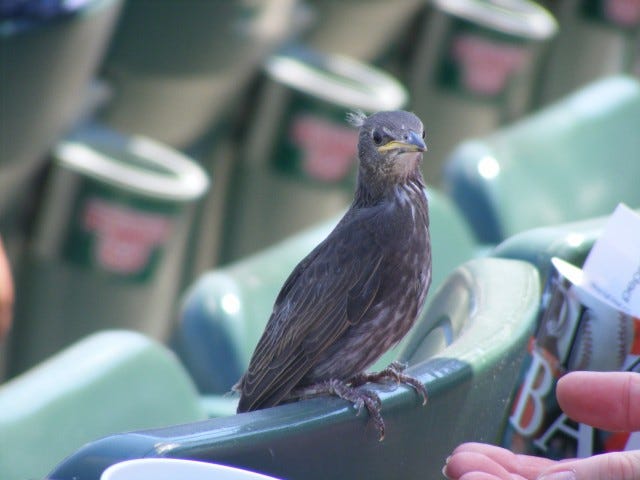 This one didn't hit, pitch, or field but it sure dressed the part. I took this at a game on July 1st.