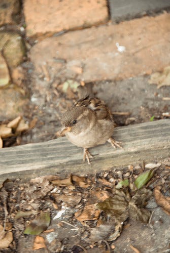 Sparrows at Yats