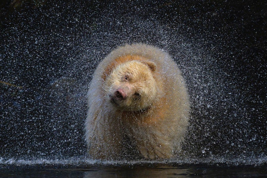 A white-furred black bear shakes water from its fur, droplets flying in every direction.