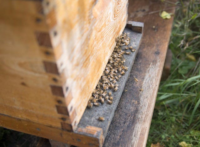 Image of bees at entrance to hive.