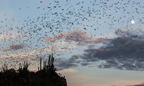 File:Bat cave in El Maviri Sinaloa - Mexico.jpg - Wikimedia Commons