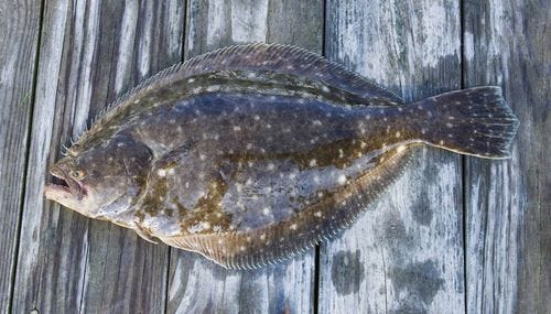 Fun Fluke Fish Facts For Kids