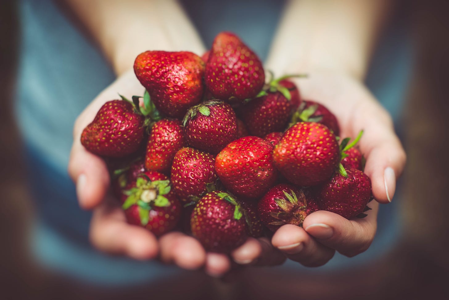 two hands holding a bunch of ripe red strawberries
