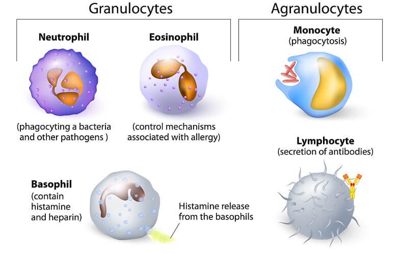 white blood cell cells leukocytes lymphocytes dendritic basophil neutrophil eosinophil macrophage