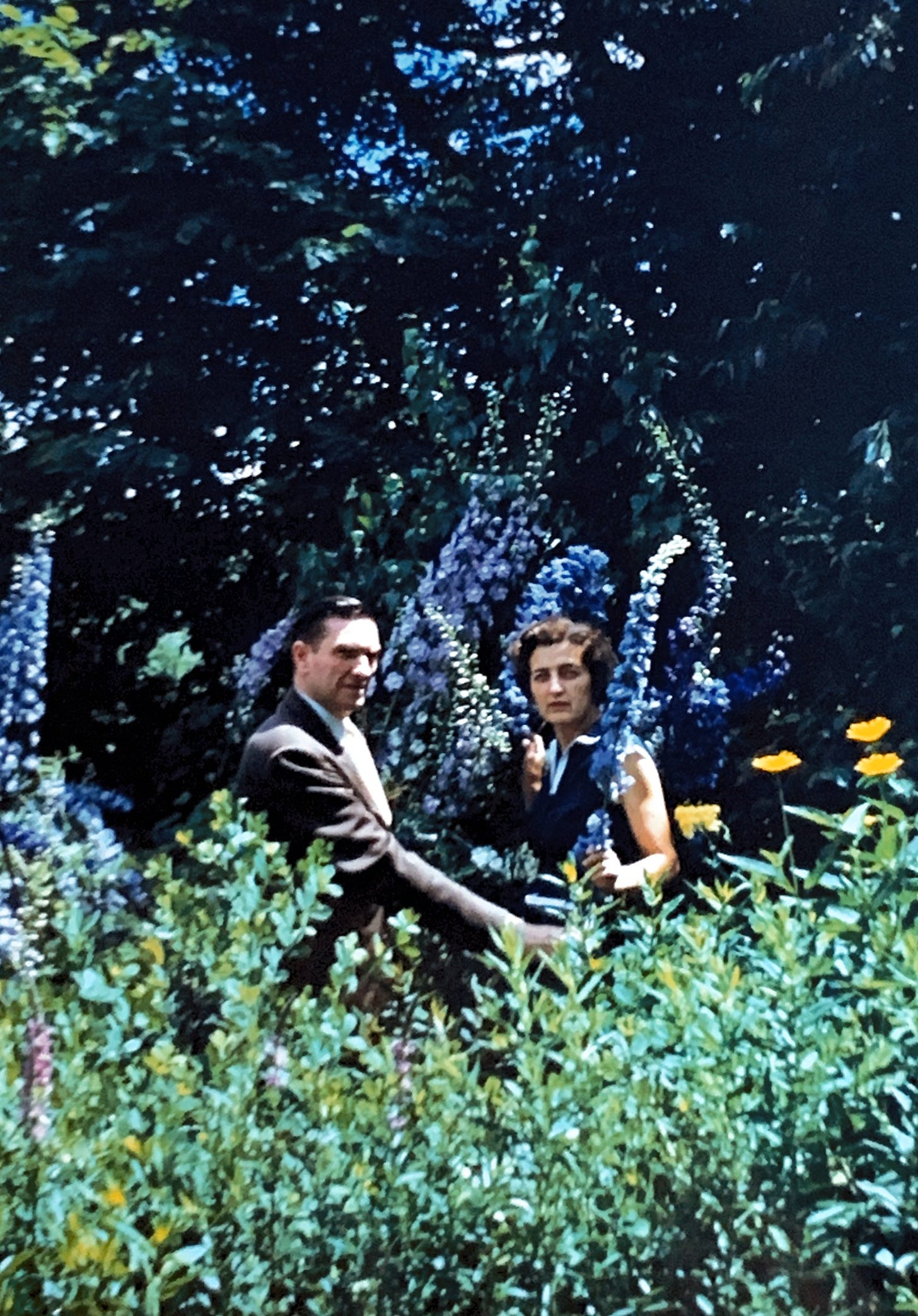 Two people in mid century dress standing amongst purple Delphinium that are taller than they are.