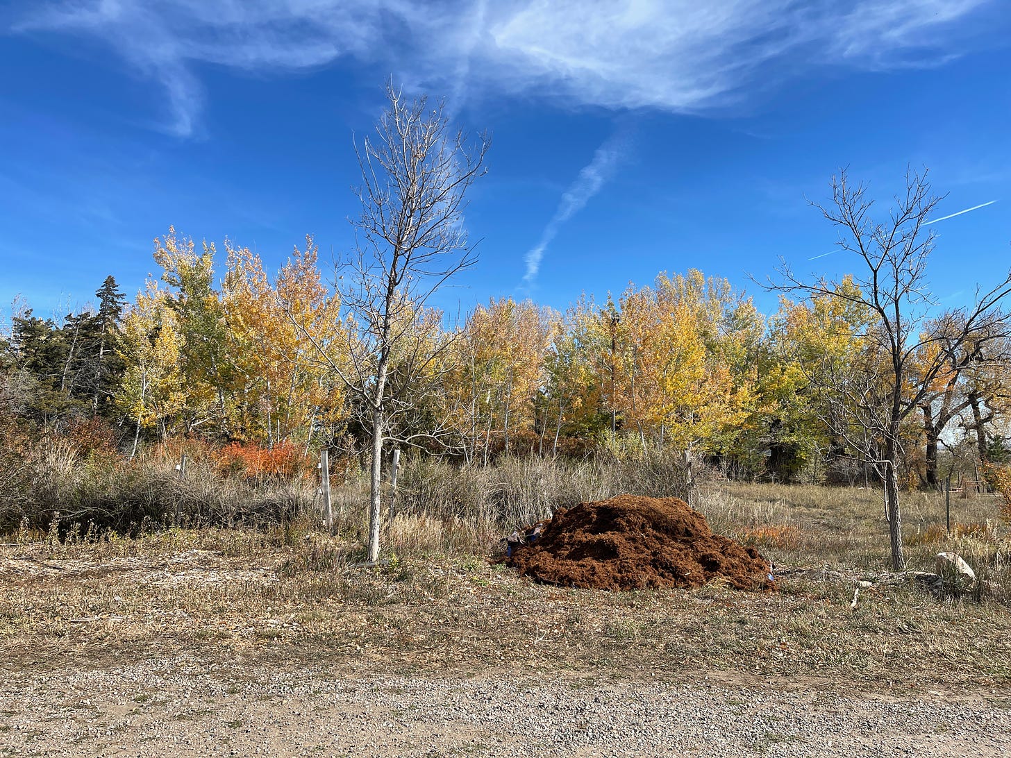 Next to an herb garden, trees stand tall - some green, some yellow, some orange, some without leaves, some evergreen. A pile of mulch sits between two trees who have shed their leaves in late autumn. The sky is bright blue with wispy clouds and jet trails.