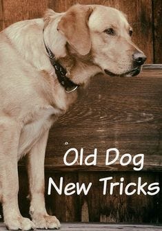 Old Dog New Tricks. Who says you can't teach an old dog new tricks? #dogtricks