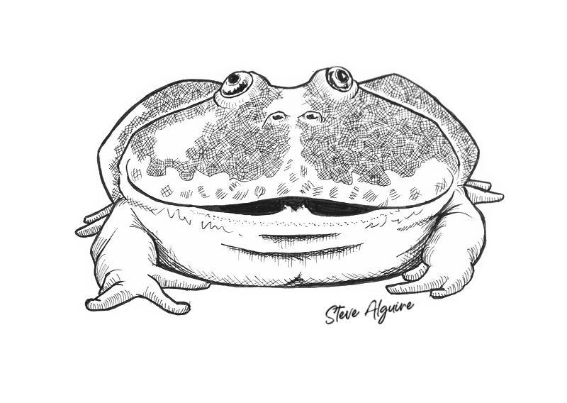 Ink drawing of a large flat Budgett's frog with a slightly open mouth.