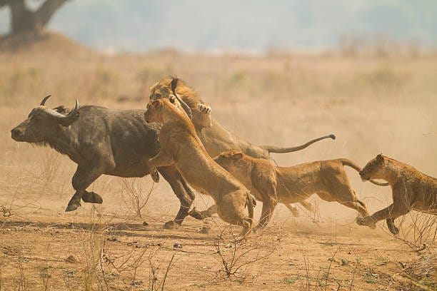 390 Lion Chasing Stock Photos, Pictures & Royalty-Free Images - iStock