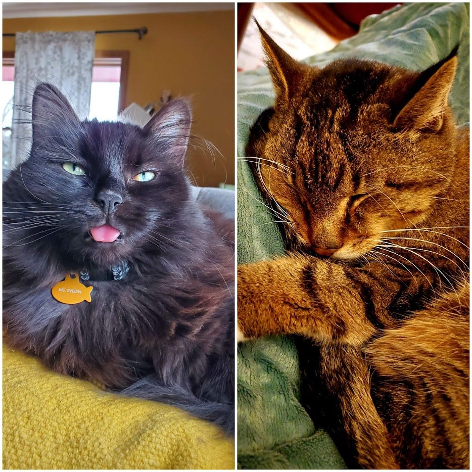 My cats in side-by-side photos. Evelyn is a long-haired black cat with her tongue out, and Shankly is a black and grey tabby sleeping on a blanket