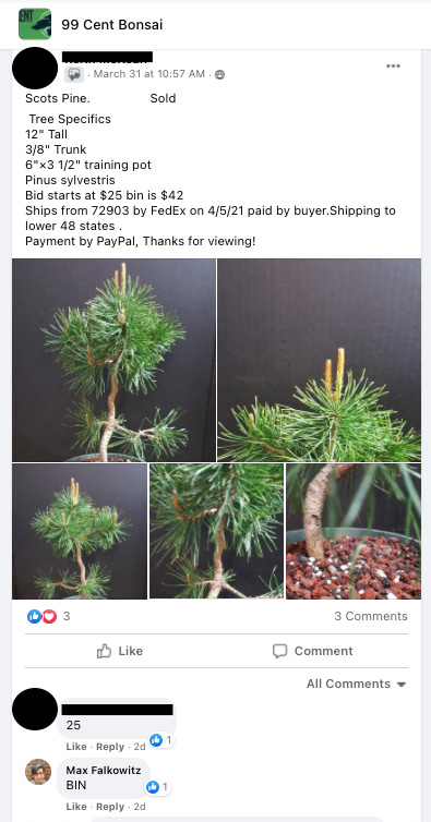 Image description: Screenshot of 99 Cent Bonsai Facebook page listing of a scots pine that I purchased for $42. End image description.
