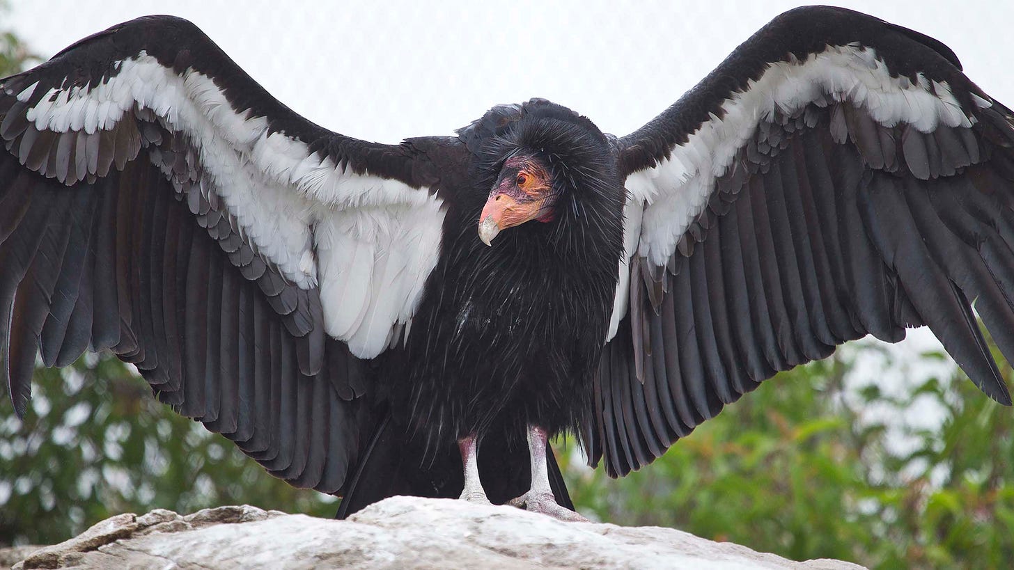 How the Yurok Tribe Is Bringing Back the California Condor