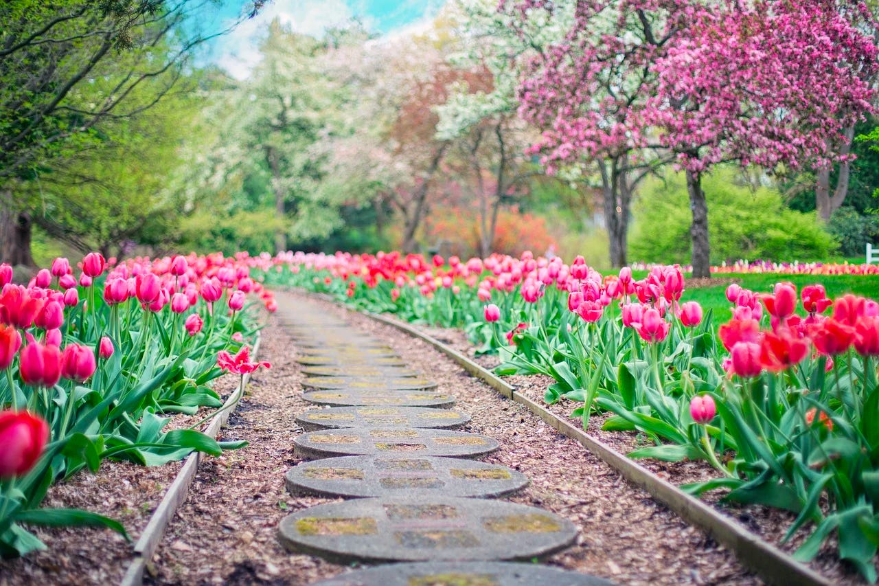 pathway lined by pink tulips, flowering trees in background