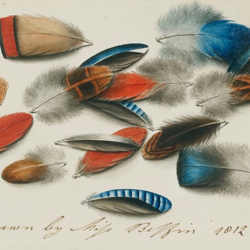 Extremely detailed watercolor painting of feathers.