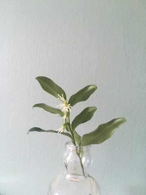 A sprig of shiny green leaves with tiny white starry flowers in a glass bottle.