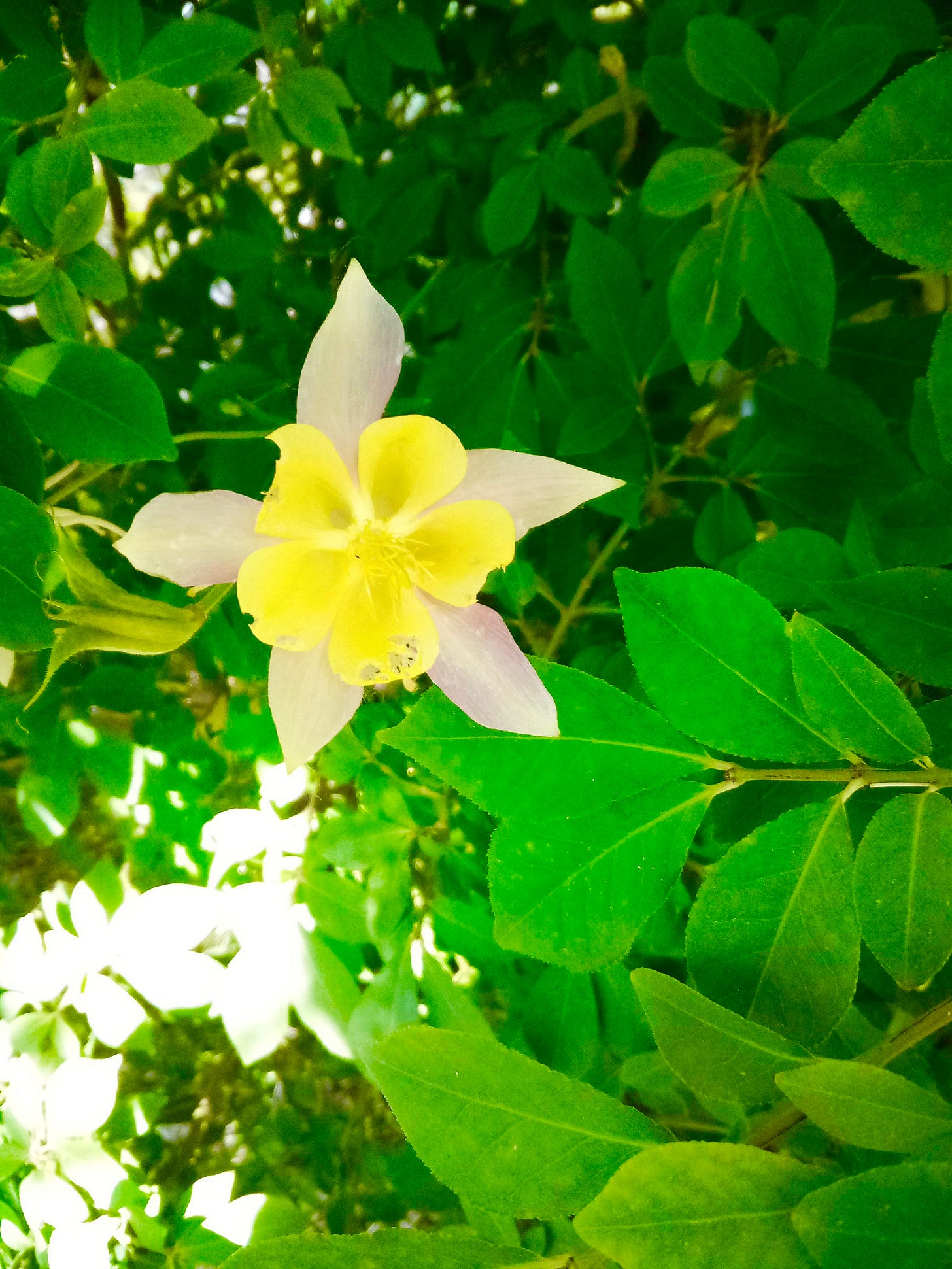 Yellow columbine blossom, partially eaten by insects