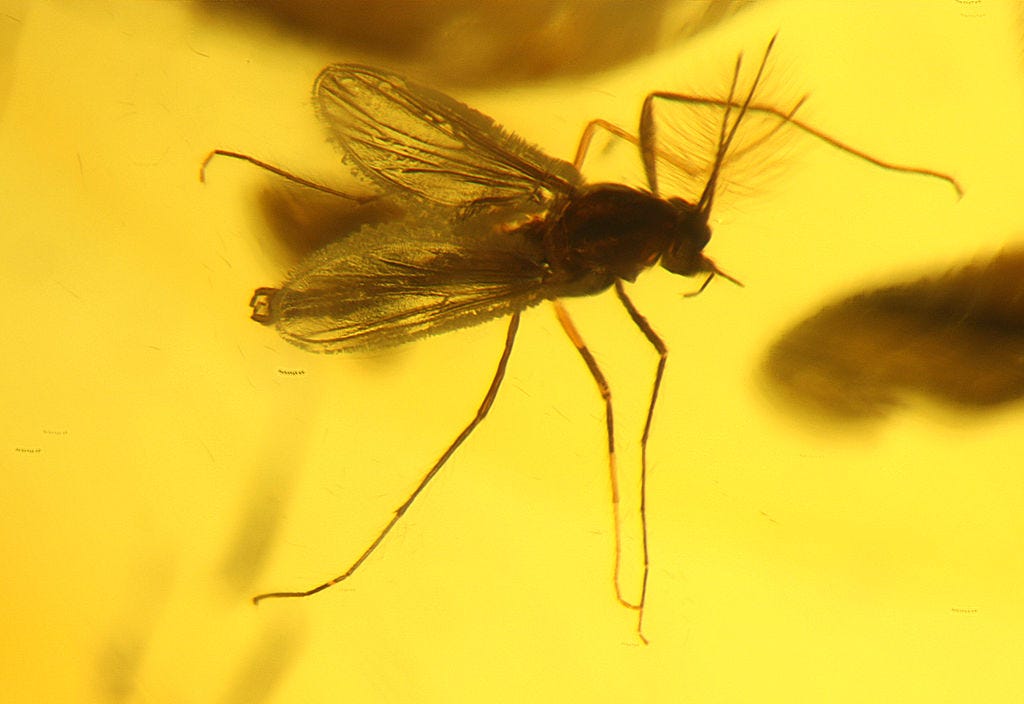 a mosquito is suspended in solid amber