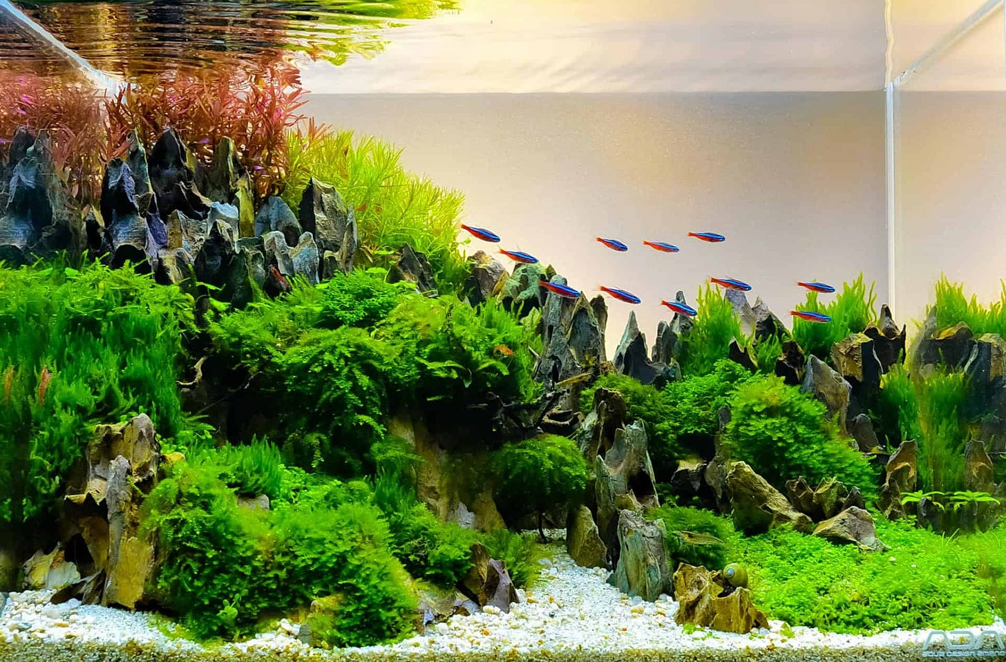 A photo from Aquascaping Guru of a fish tank with lots of plant life, and small neon fish swimming