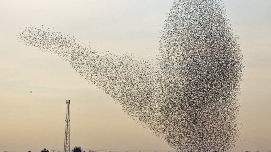 Super starlings: P.E.I.&#39;s &#39;ballet of the skies&#39; part of world phenomenon |  CBC News