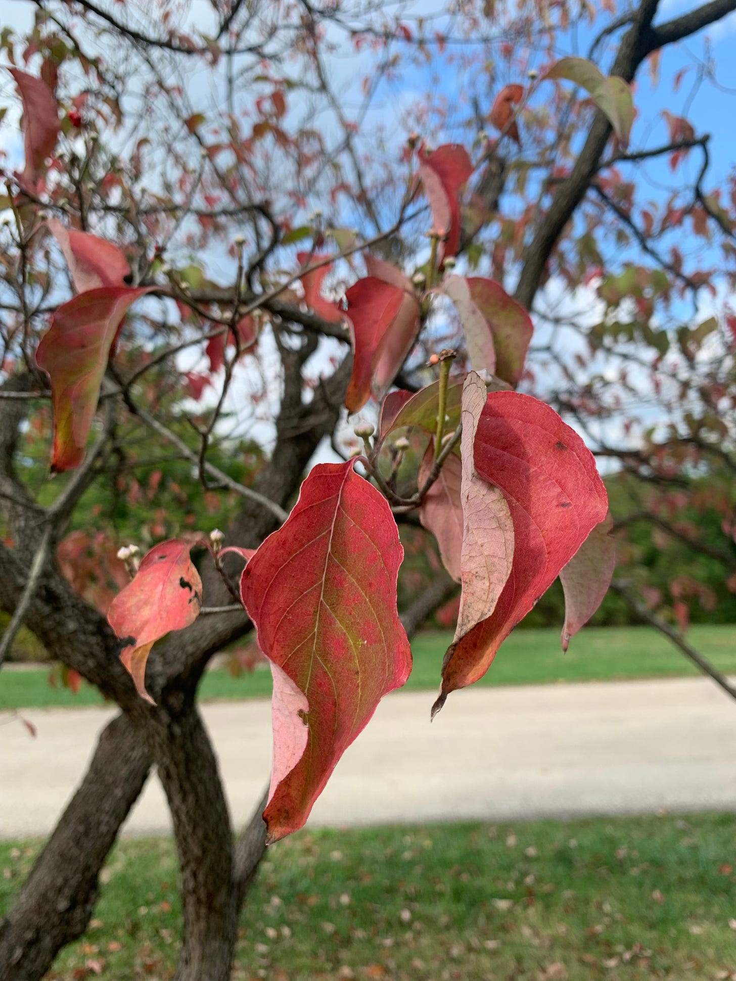 Closeup of a smattering of leaves on a branch, they are very bright red.