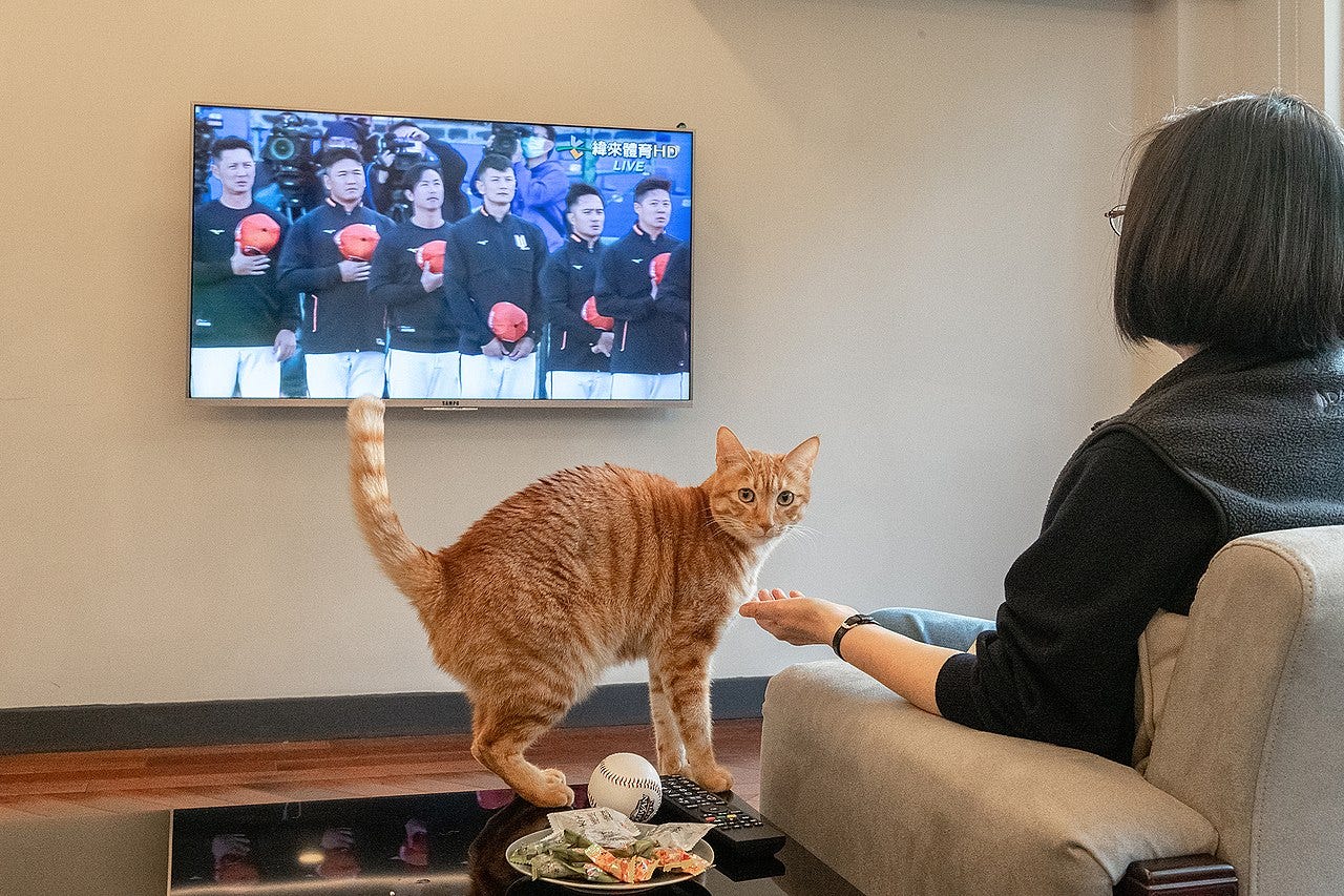 Ah Tsai, a ginger cat, stands on a coffee table, distracting its owner from a baseball game. 