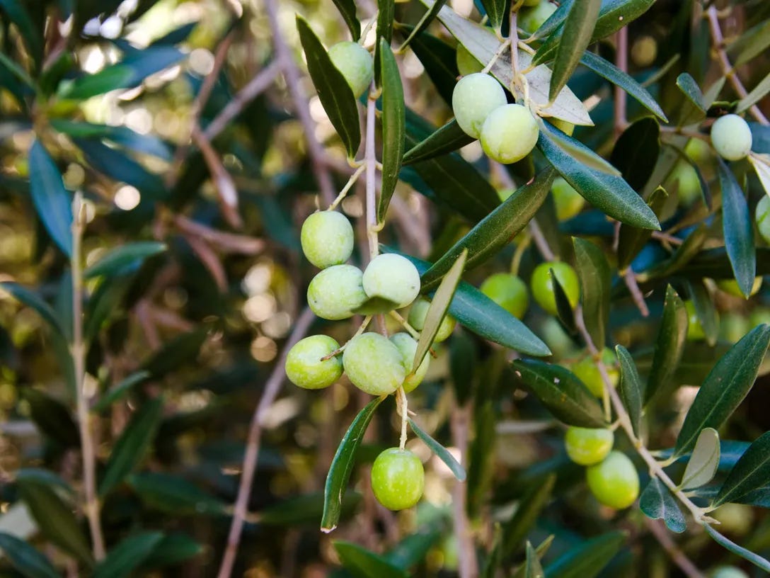 Image description: photo of large fruit bearing olive tree. end image description