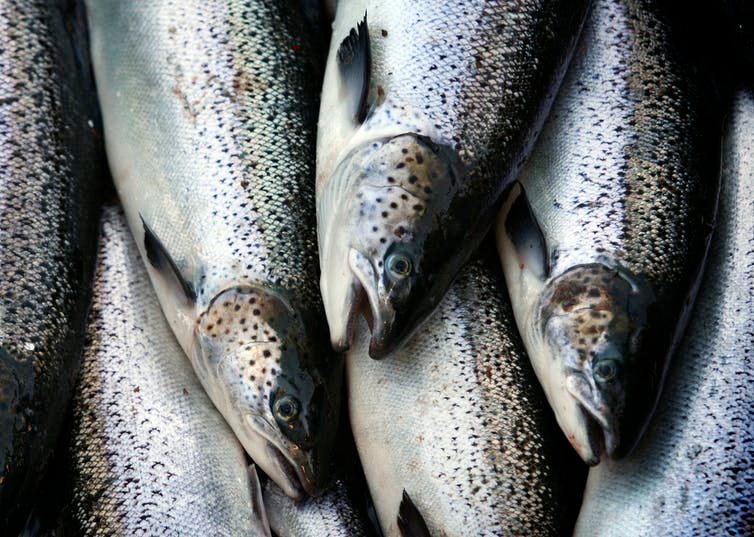 pile of grey and white fish