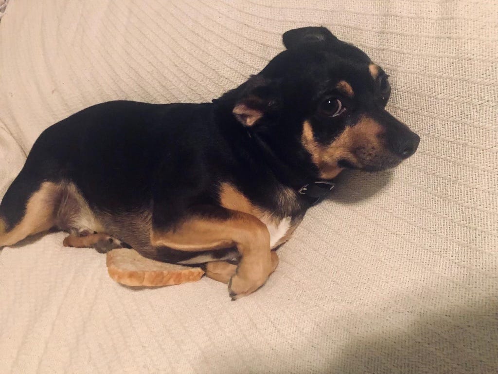 An adorable little black and brown dog cuddling with a piece of white toast while gazing at the camera with big brown eyes