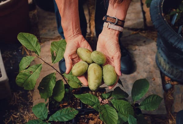 https://www.nytimes.com/2020/10/19/dining/pawpaw-climate-change.html