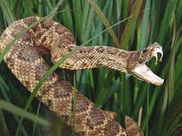Cobra cascavel - O que é, características, alimentação e veneno