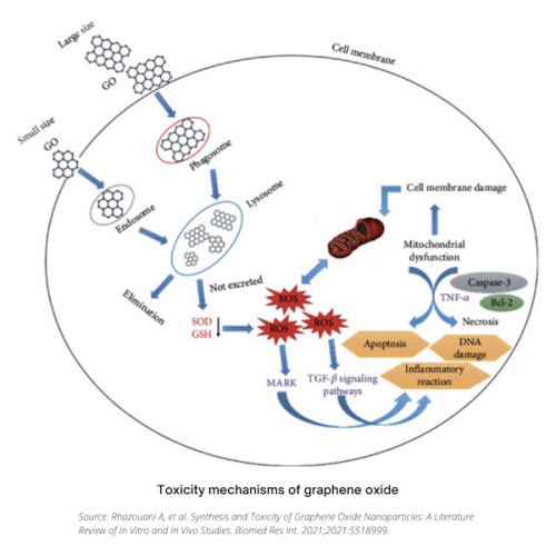 graphene toxicity mechanisms