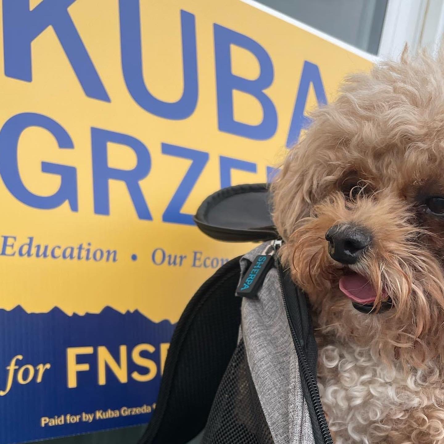 Cute dog poses with Kuba campaign sign