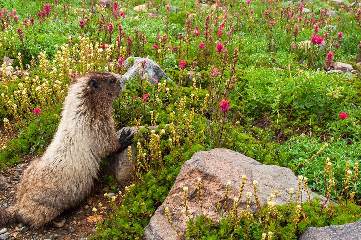 marmot stands with its paw on a rock beside a field of pink indian paintbrush and small white flowers