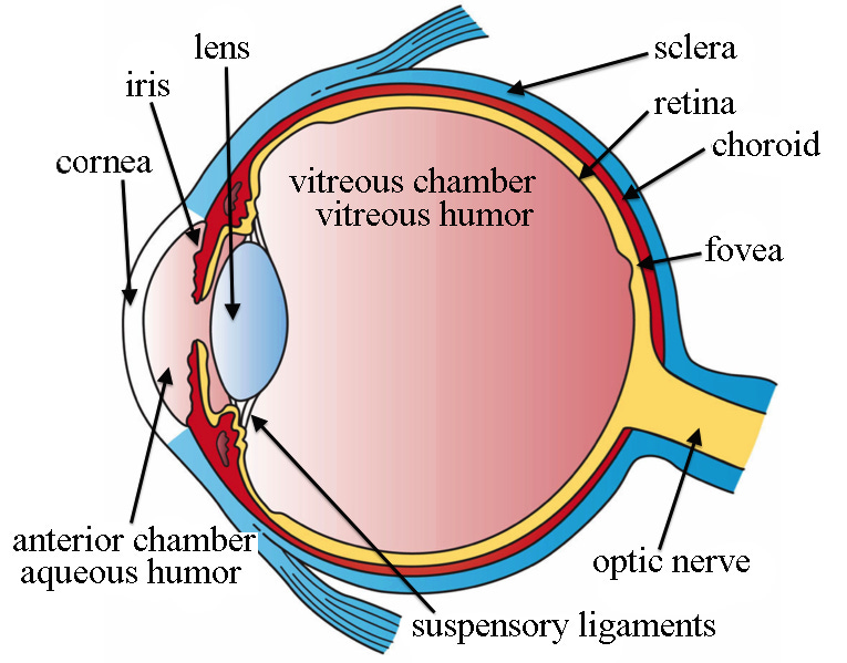 What Does the Eye Look Like? - Diagram of the Eye | BoozmanHof