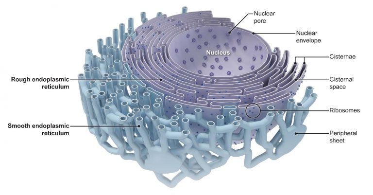 Endoplasmic reticulum - the cellular inter “NET” - definition, structure, function, and biology