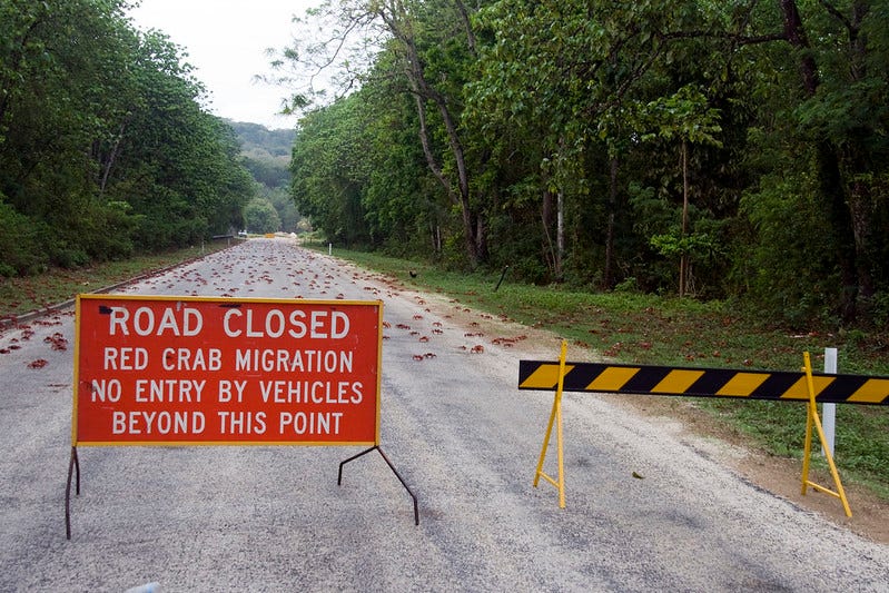 Road closed for red crab migration in Christmas Island