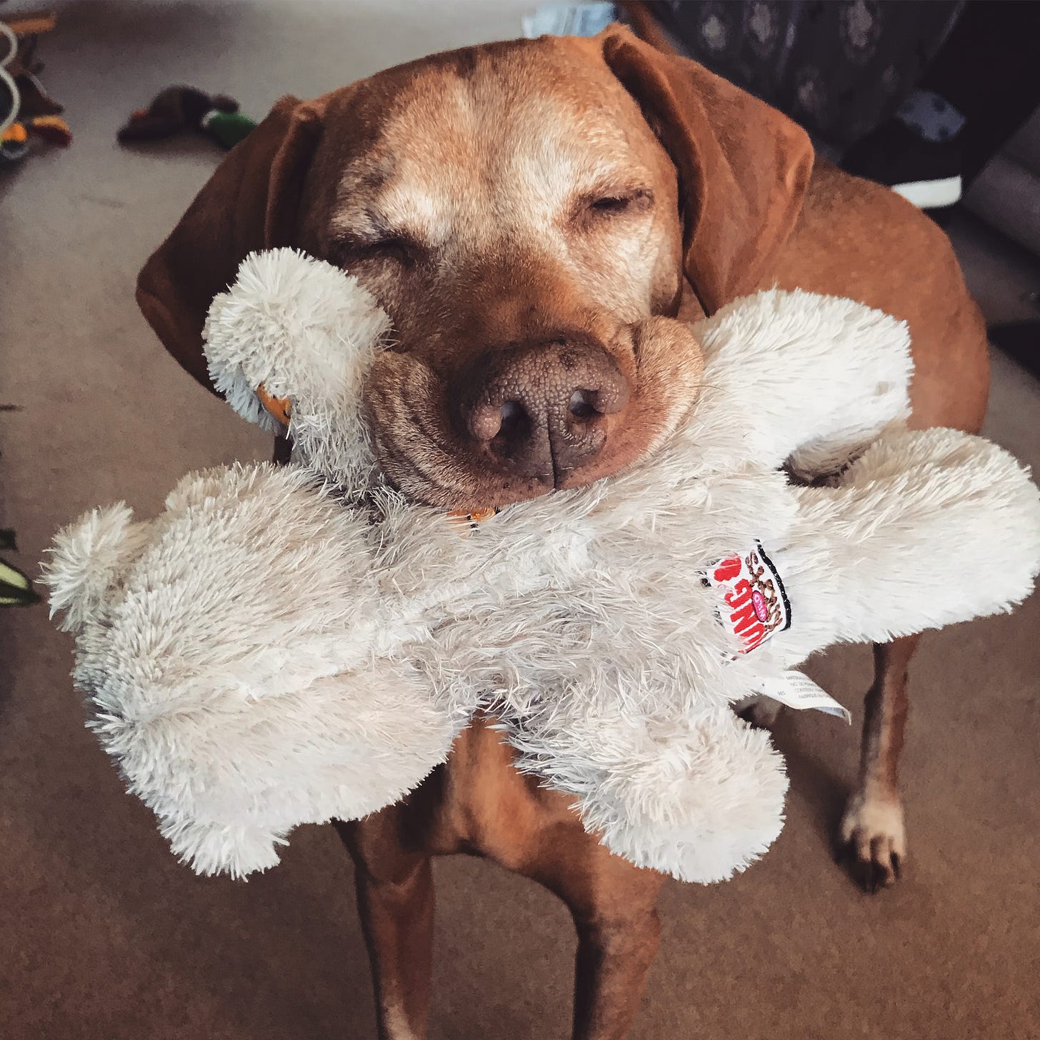 Bowie, a ginger vizsla dog, his face a little white with age, holding a pale grey stuffed bear in his mouth with an expression of contentment
