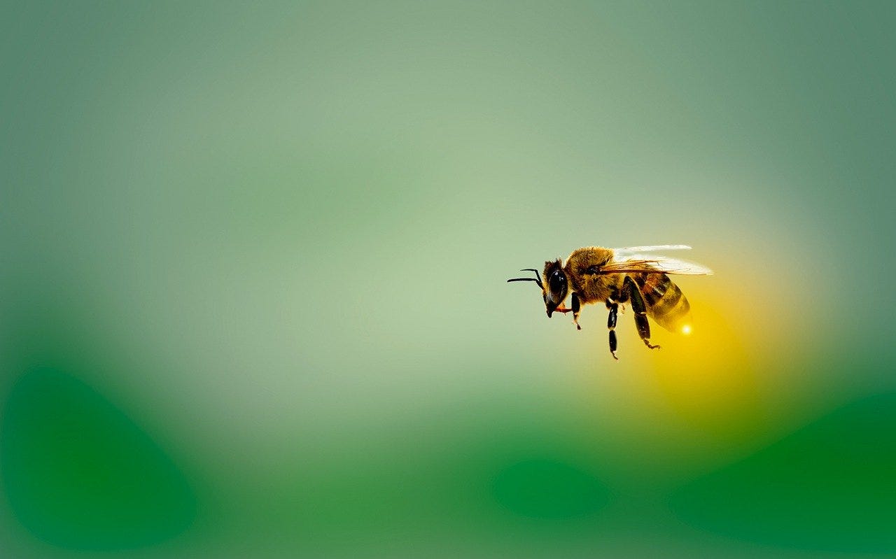 Honeybee in flight. Image credit: Pixabay