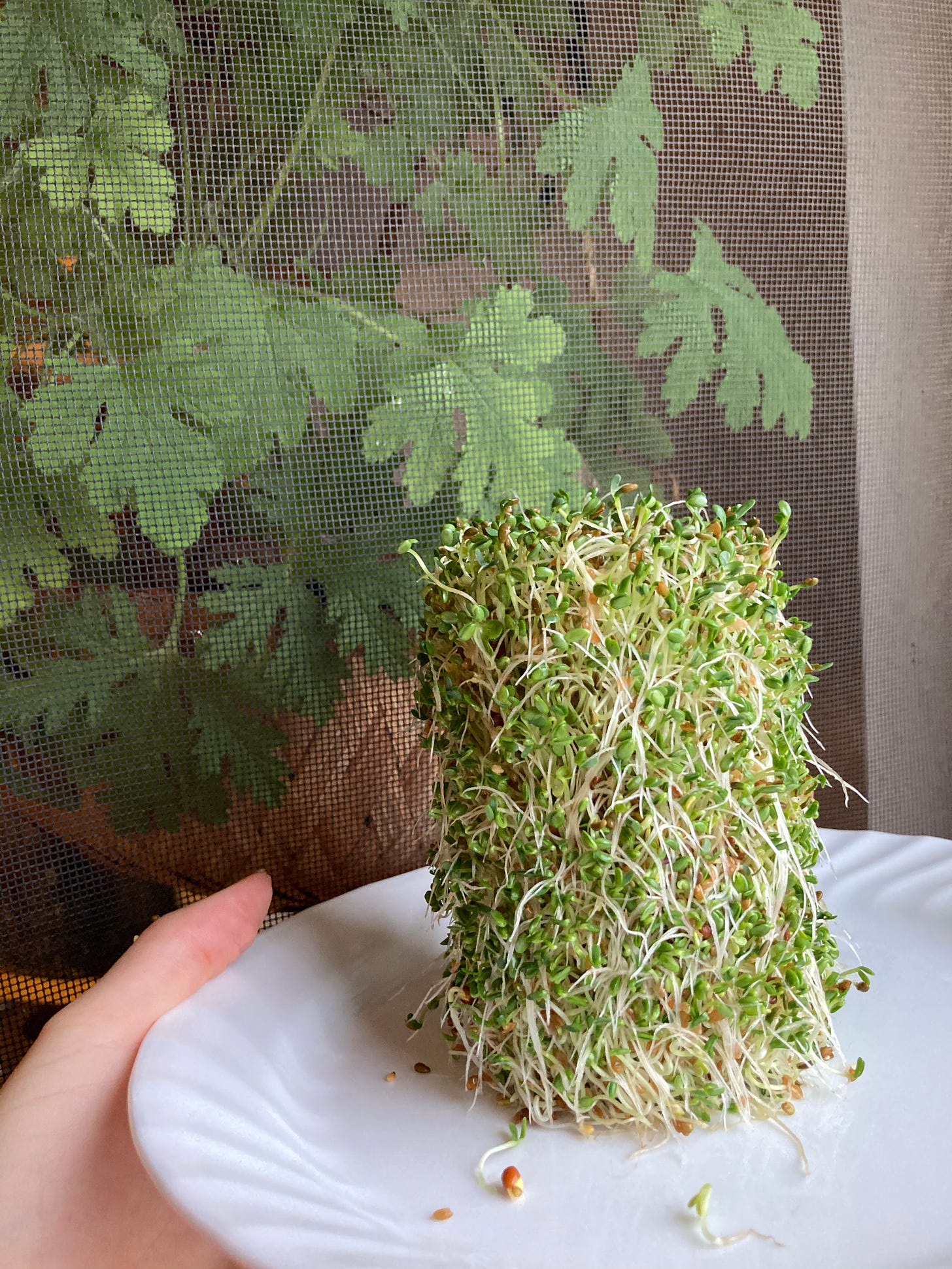 A cylinder of sprouts sitting on a white plate held by a white hand.